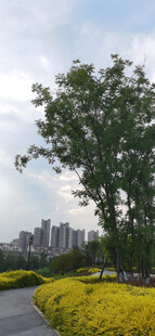 城市路边的花草树木景观