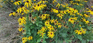 金黄灿烂的美丽花卉