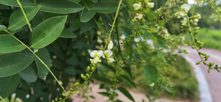 树木绽放的白色小花