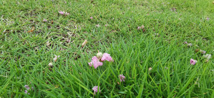 绿草间掉落的粉嫩小花