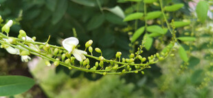 绿叶间的白色小花