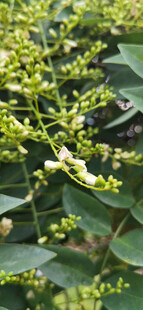 绿叶间的黄白色小花