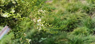 绿意盎然的植物白色小花景观