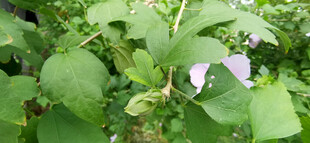 绿叶丛中的花苞