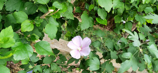 绿叶丛中的淡雅木槿花朵