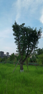 绿野中的两棵挺拔树木