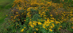 金黄花丛绽放自然美景