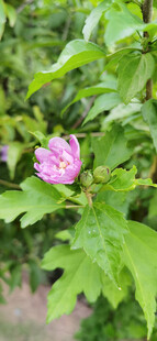 绿叶间的娇艳木槿花