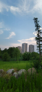 郊外草地与远处高楼风景