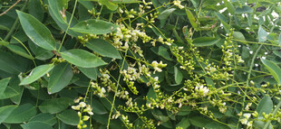 绿叶间的黄色小花