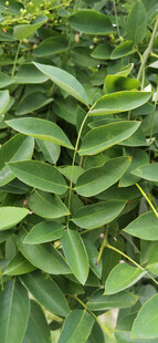 翠绿繁茂的羽状复叶植物