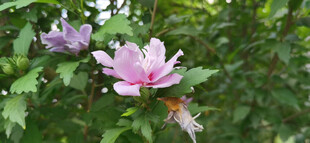 娇艳木槿花绽放绿叶间