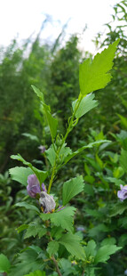 绿叶丛中的紫色小花