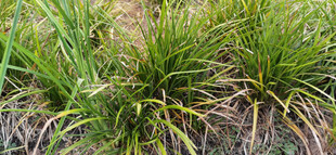 野外生长的绿色草本植物