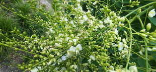 白色小花植物特写