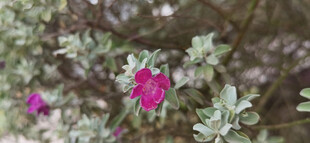 绿叶丛中的娇艳紫花