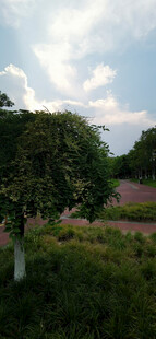 田园风光中的绿树与花田