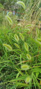 翠绿繁茂的野外植物景观