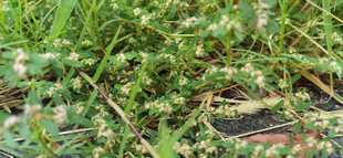 草地里的嫩绿植物特写