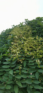 茂密绿叶植物景观