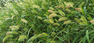 茂盛的狗尾巴草地