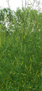 茂盛的绿色植物景观