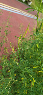 路边生长的绿色植物