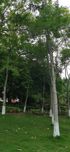 绿意盎然的树林景观