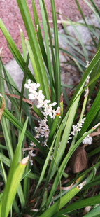 清幽绽放的白色兰花