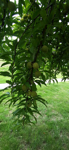 绿叶掩映下的草地风光