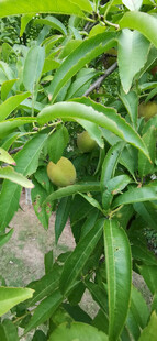 绿叶间的饱满果实