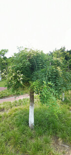 公园中的绿树与草地