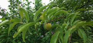 枝头挂果的繁茂绿植