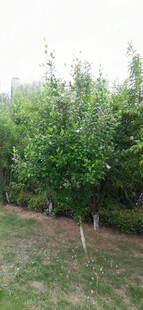 公园里的木槿花树与草地