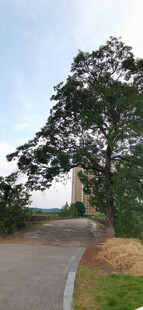 乡间小路旁的葱郁大树