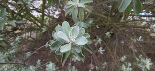 林间绽放的素雅花朵