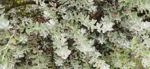 斑驳苔藓覆盖的地面纹理