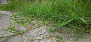 路边嫩绿小草蔓延