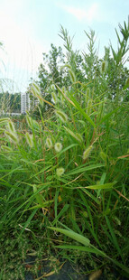 田野中的蓬勃狗尾草