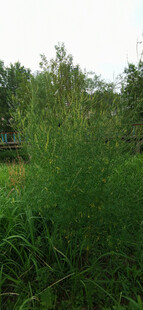 野外茂密绿植景观