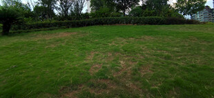 绿意盎然的开阔草地