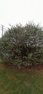 绿叶繁茂的灌木丛