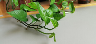 翠绿藤蔓植物特写