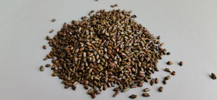 一堆棕色种子特写