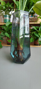 透明玻璃花瓶中的绿植