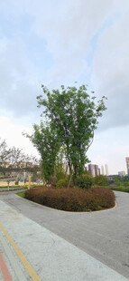 城市道路旁的绿植景观