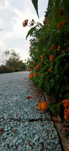 碎石小径旁的艳丽花卉