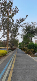 公园林荫下的平坦道路