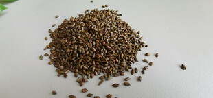 一堆棕色决明子种子颗粒