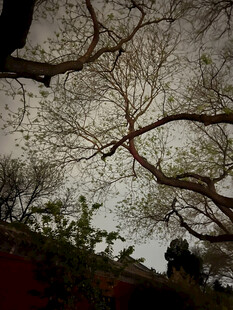 仰视树枝与天空景象